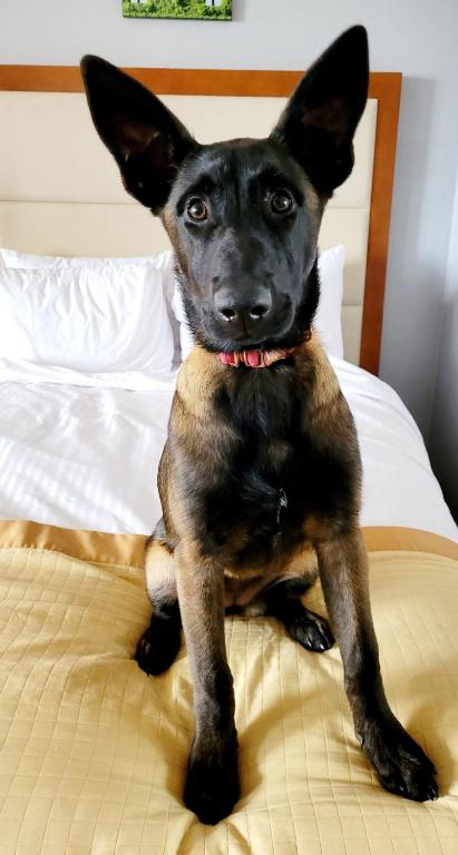 Dog Friendly King Bed Non-Smoking