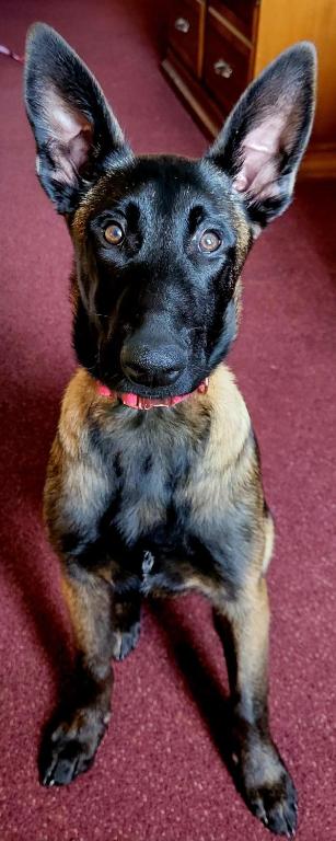 Dog Friendly Two XL Full Beds Non-Smoking