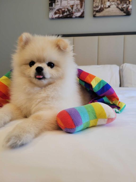 Premier King Room ADA