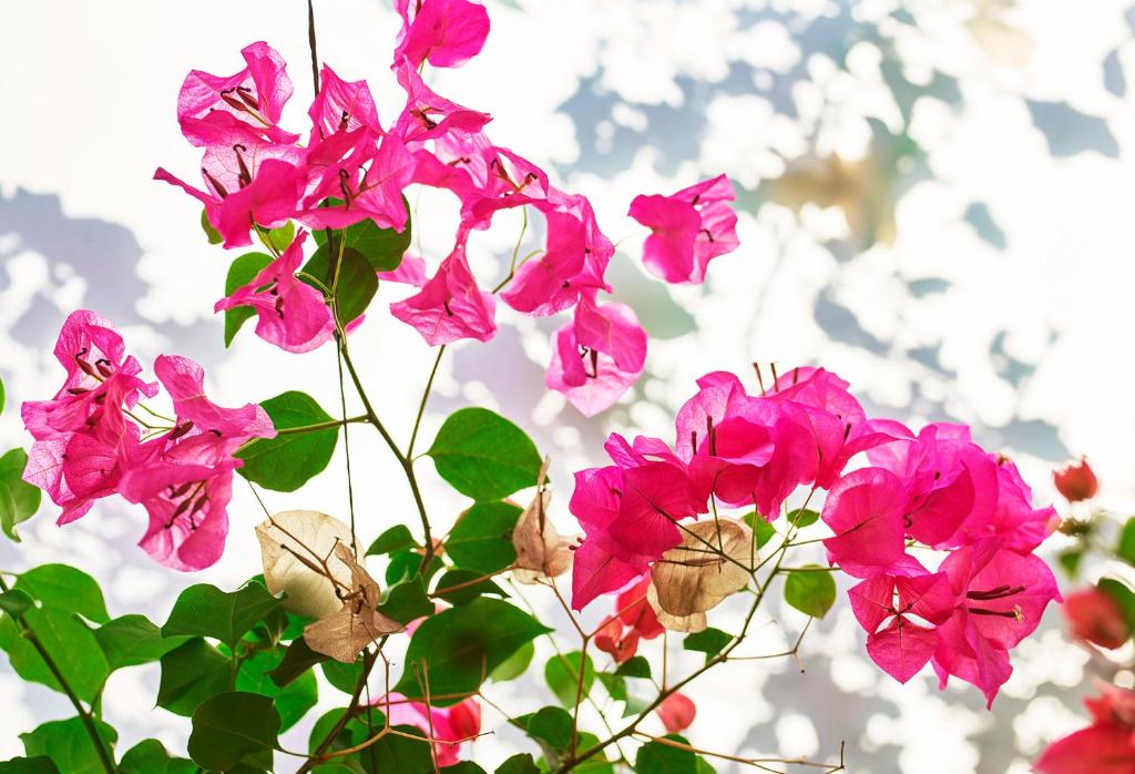 Deluxe Room with Patio