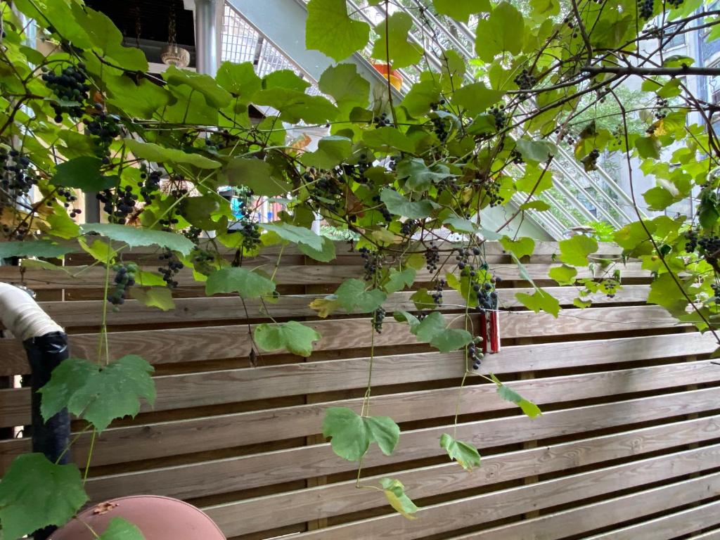 Deluxe Suite with Spa Bath