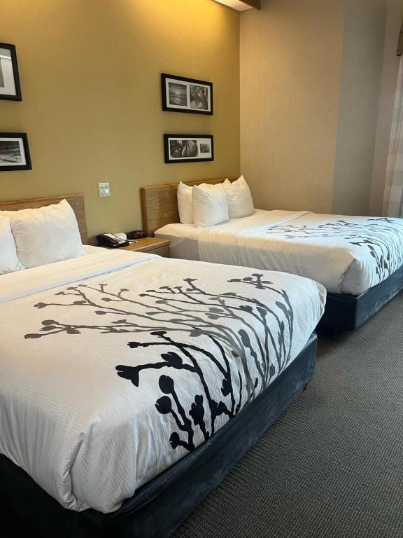 Queen Room with Two Queen Beds