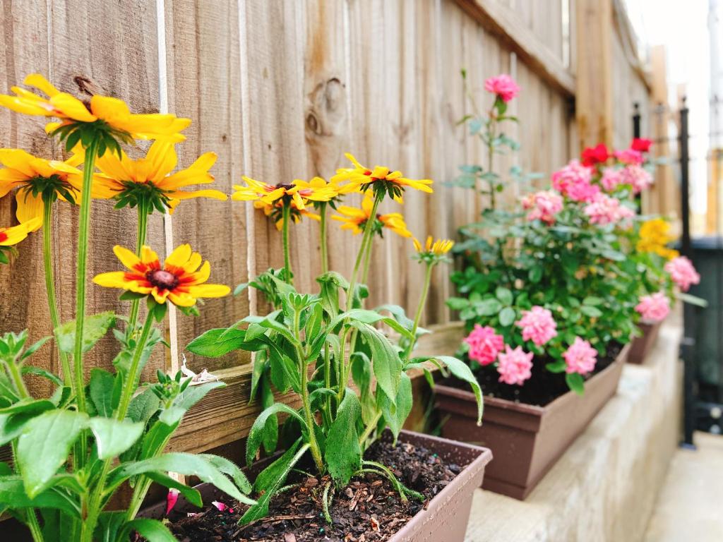 Apartment with Garden View