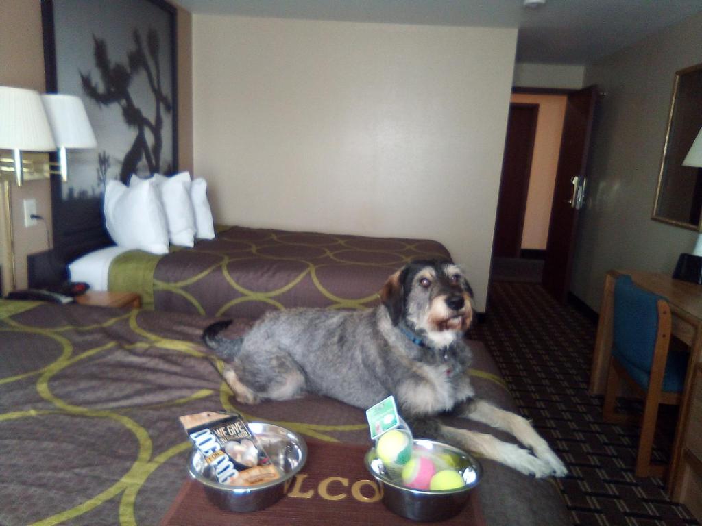 Queen Room – Pet FriendlyNon-Smoking